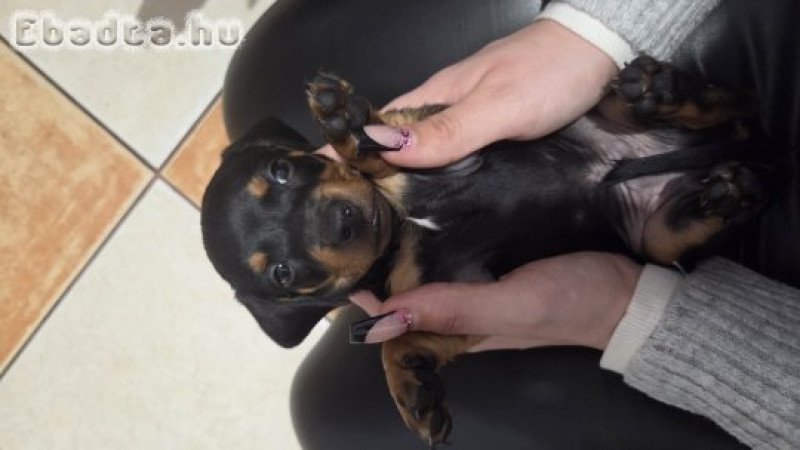 Fajta Tiszta Törpe Tacskó