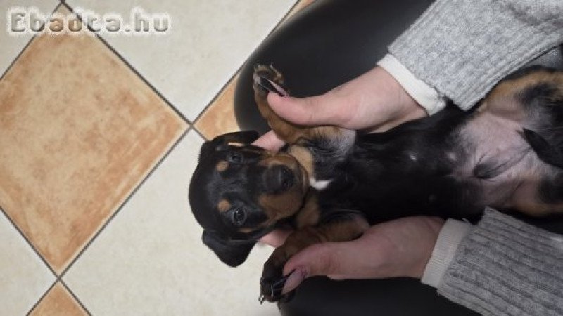 Fajta Tiszta Törpe Tacskó