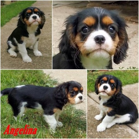 cavalier king charles spániel