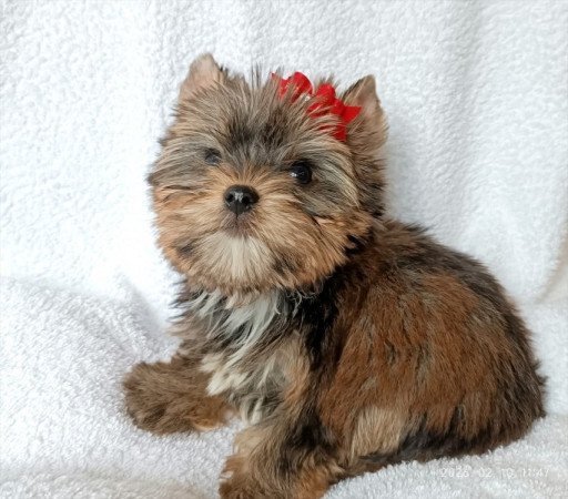 Yorkshire terrier