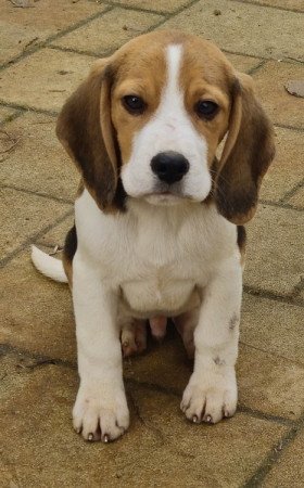 Beagle