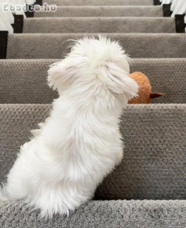 Westi puppy for sale male and female