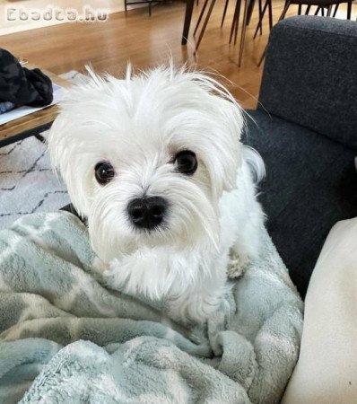 Westi puppy for sale male and female