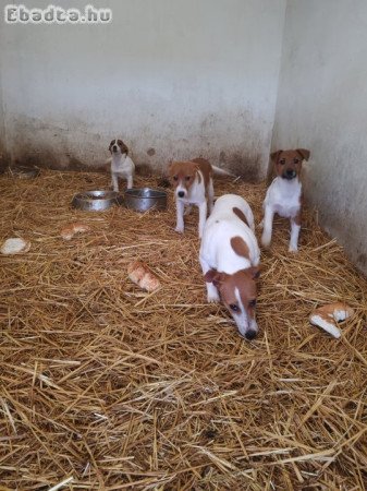 Jack Russell Terrier