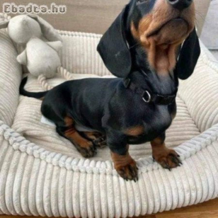 Dachshund puppies for sale or adoption