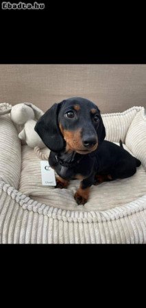 Dachshund puppies for sale or adoption