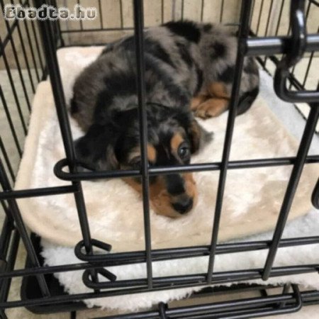 Dachshund puppies for sale or adoption