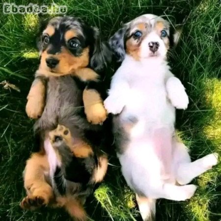 Dachshund puppies for sale
