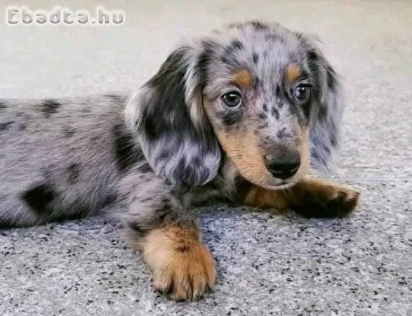 Dachshund puppies for sale