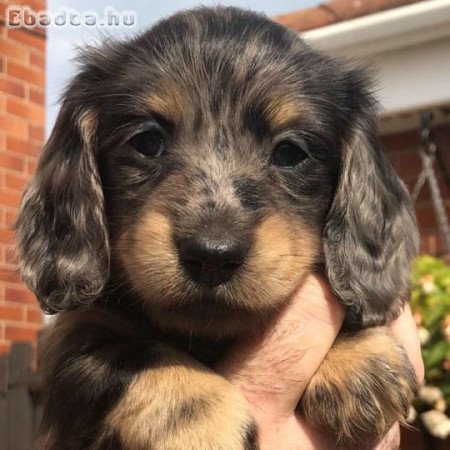 Dachshund puppies