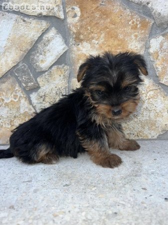 Yorkshire Terrier bébik