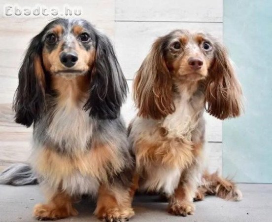 Dachshund puppies for sale