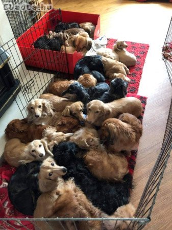 Dachshund puppies for sale