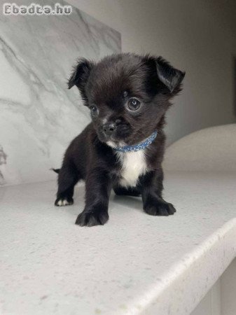 Chihuahua puppies ready for sale