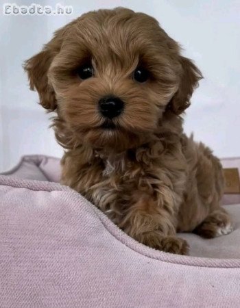 Poodle puppies for sale