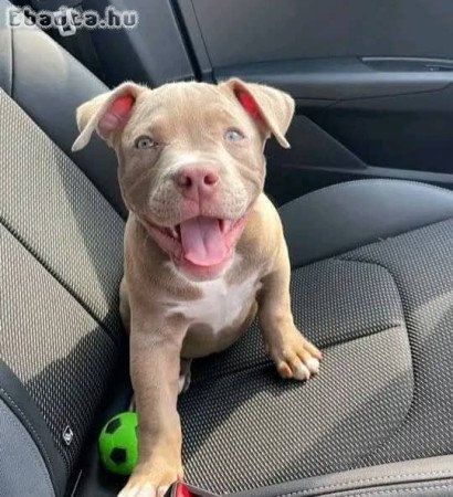 Pit bull puppies for sale