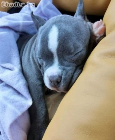Pit bull puppies for sale