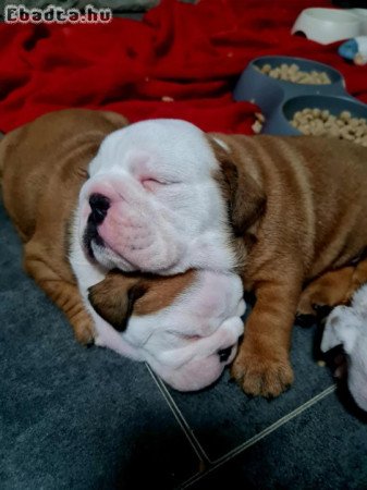 Angol bulldog babák
