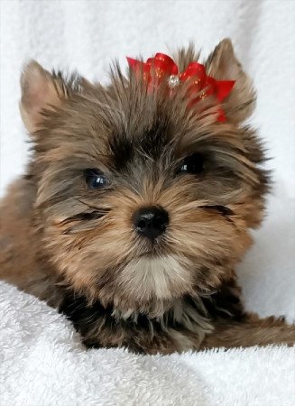 Yorkshire terrier