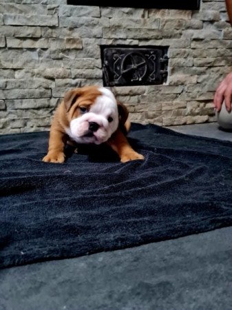 Angol bulldog