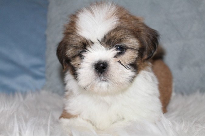Shih-Tzu