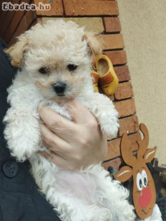 Bichon havanese