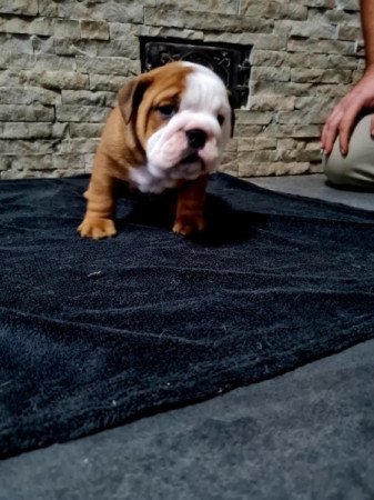 Angol bulldog