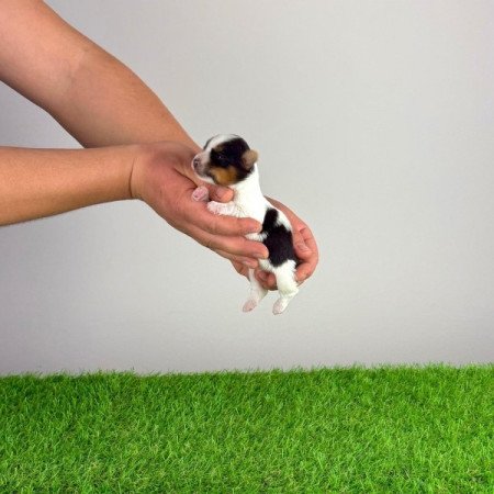 Biewer Yorkshire terrier