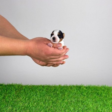 Biewer Yorkshire terrier