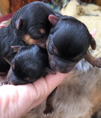 Yorkshire terrier