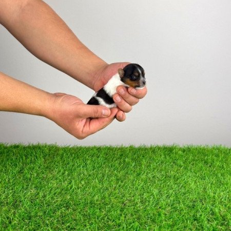 Biewer Yorkshire terrier