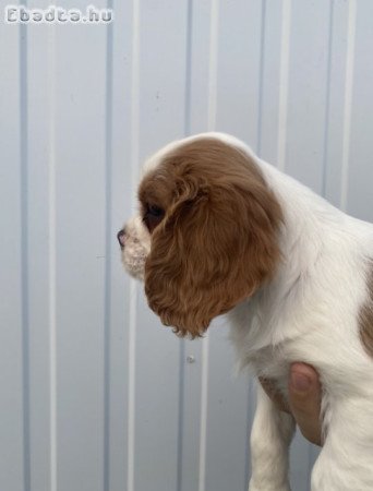 Cavalier king charles kiskutyák