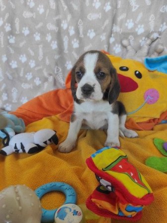 MINI BEAGLE