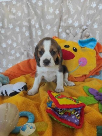 MINI BEAGLE