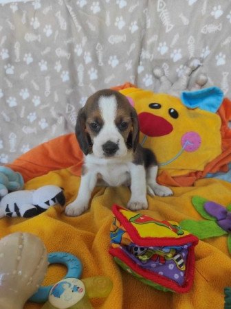 MINI BEAGLE