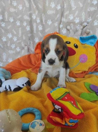 MINI BEAGLE