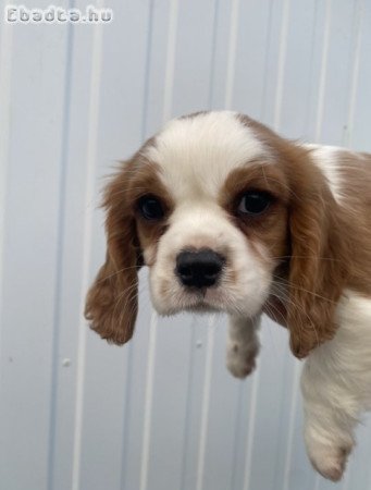 Cavalier king charles kiskutyák