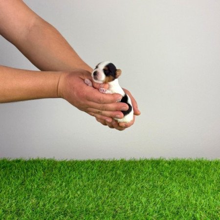 Biewer Yorkshire terrier