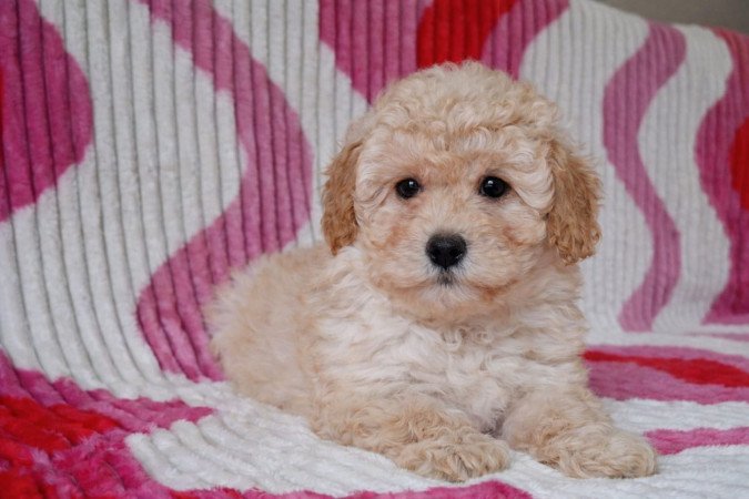 eladó törpe uszkár kiskutyák