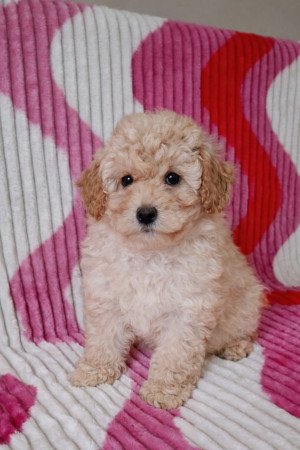 eladó törpe uszkár kiskutyák