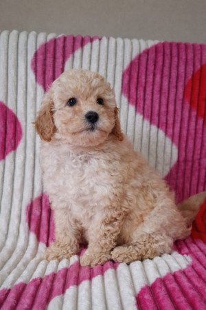 eladó törpe uszkár kiskutyák