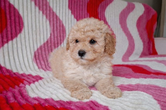 eladó törpe uszkár kiskutyák