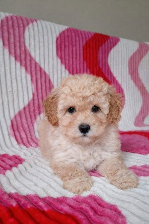 eladó törpe uszkár kiskutyák