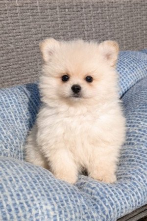 pomerániai törpe spitz fajtatiszta jellegű