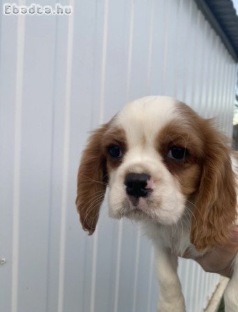 Cavalier king charles kiskutyák