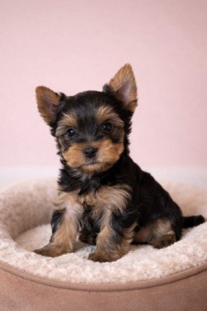 Yorkshire terrier