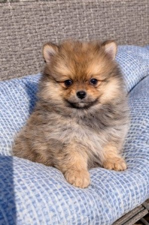 pomerániai törpe spitz fajtatiszta jellegű