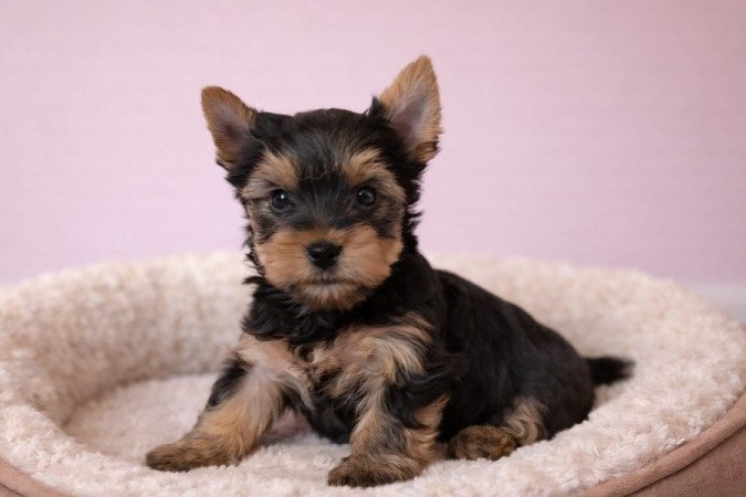 Yorkshire terrier