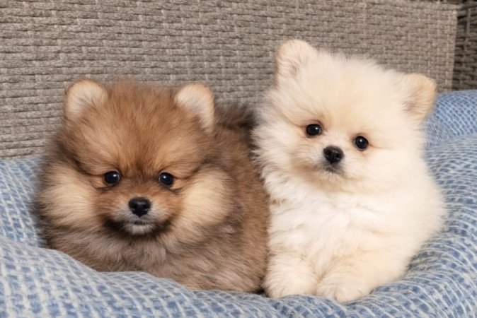 pomerániai törpe spitz fajtatiszta jellegű