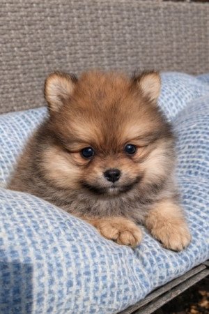 pomerániai törpe spitz fajtatiszta jellegű